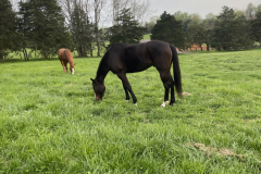 Happy Horses